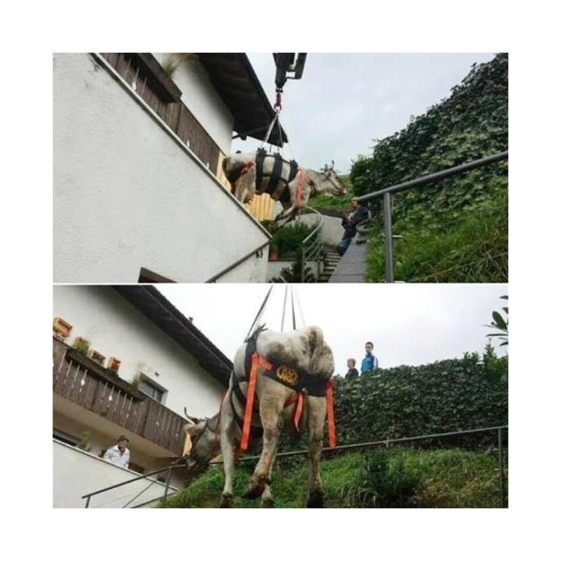 Kong Waka arnés para vaca