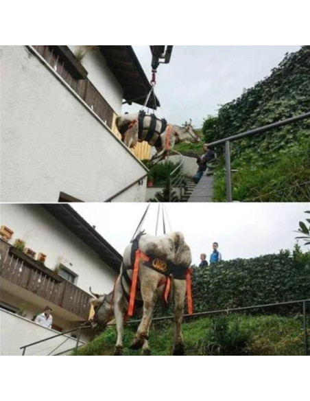 Arnés Kong Waka para vaca